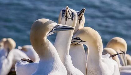 专业体育游戏-高诗岩社媒分享Vlog：不管何时家人永远是我最坚强的后盾