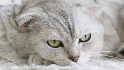 专业体育游戏-高诗岩社媒分享Vlog：不管何时家人永远是我最坚强的后盾